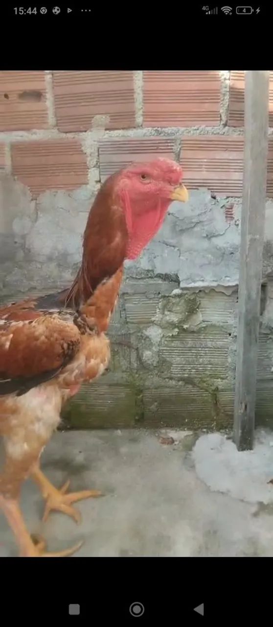 Índio gigante 