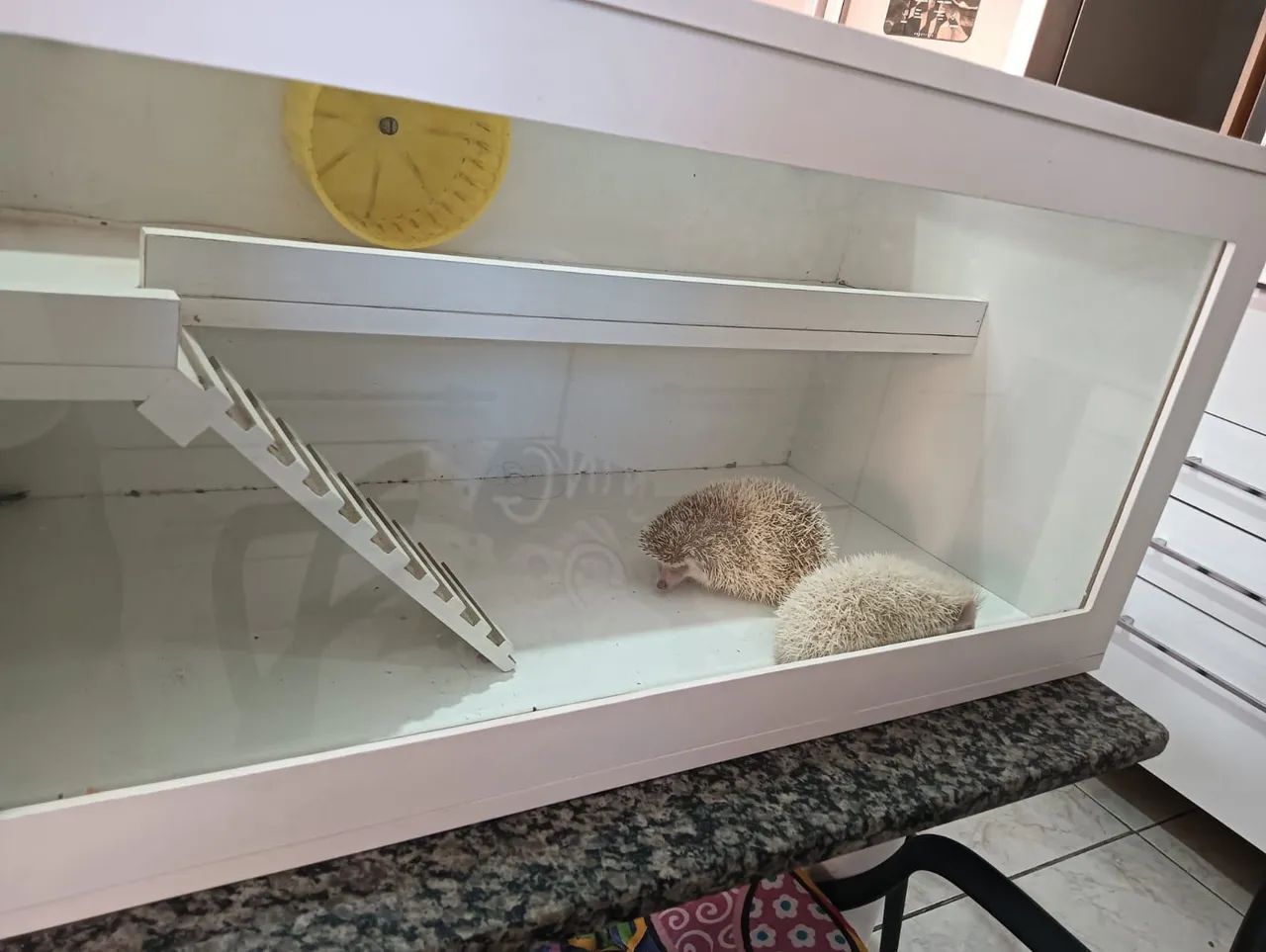 Terrario  - Foto 2