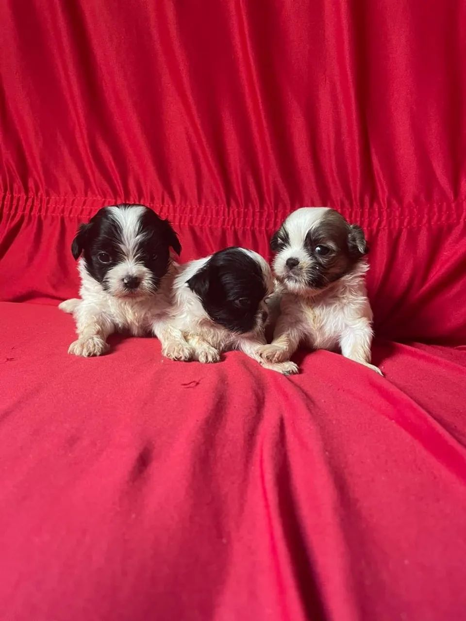 Vendo filhotes de shihtzu - Foto 2