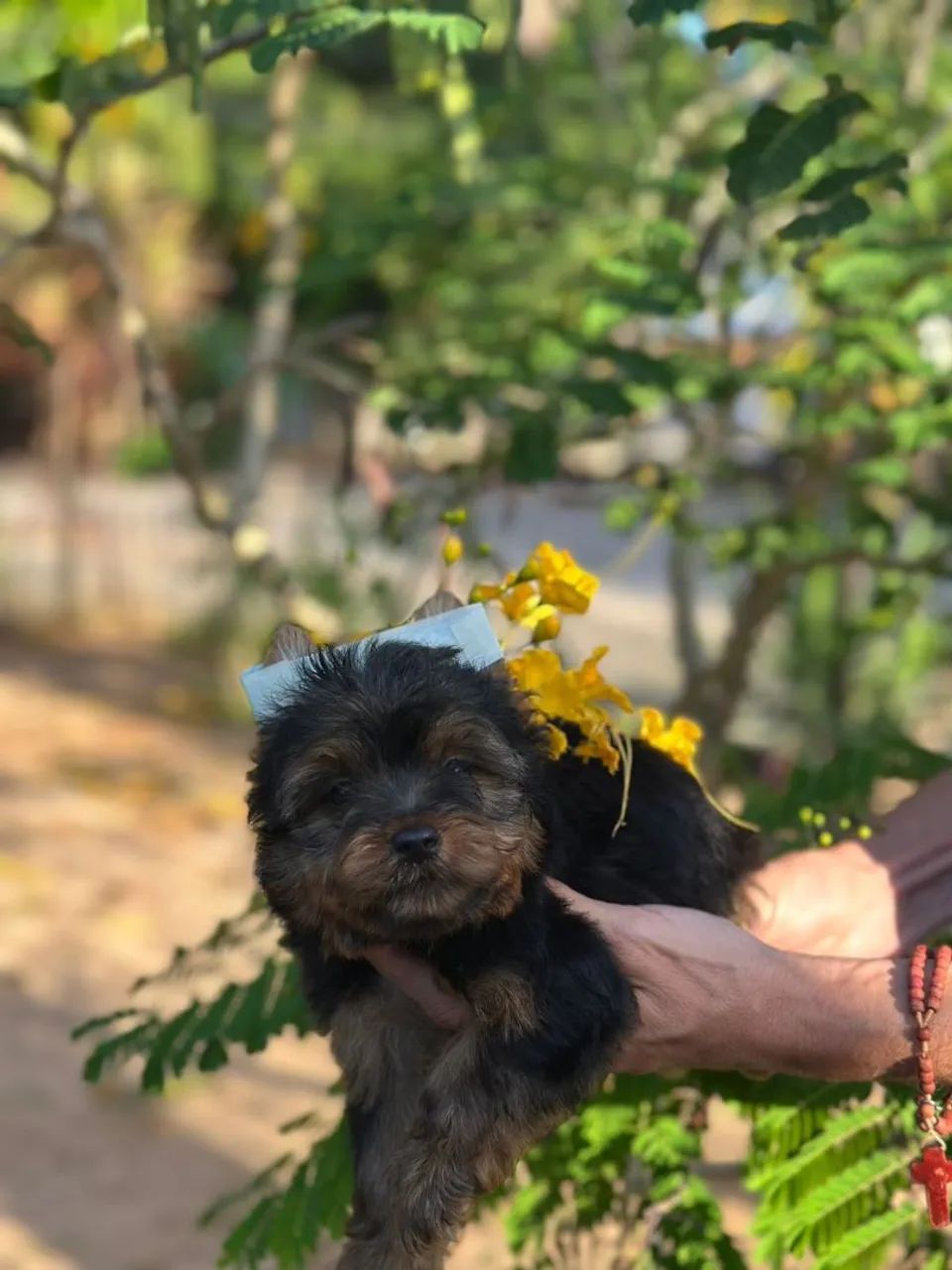 Machinho de Yorkshire  - Foto 2