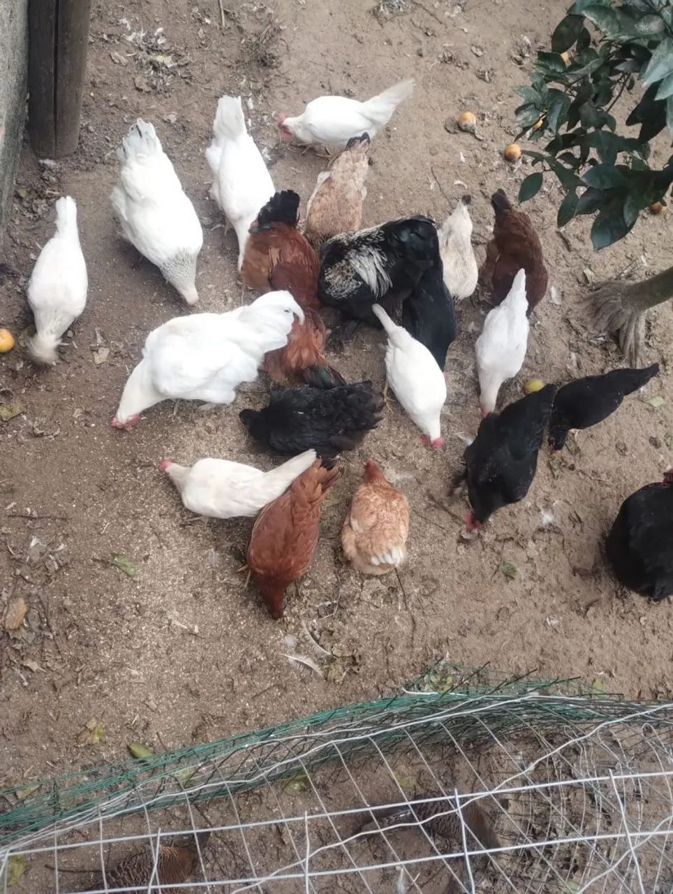 Galinhas várias cores