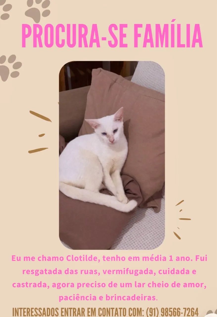 Gatinha para adoção  - Foto 3