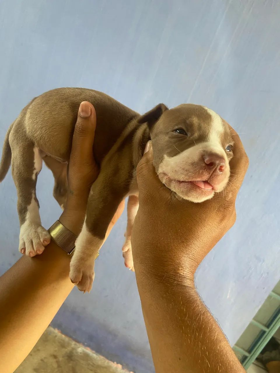 Cachorro  - Foto 6