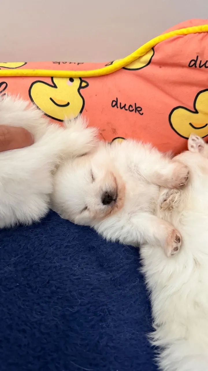 Cachorro - Foto 3