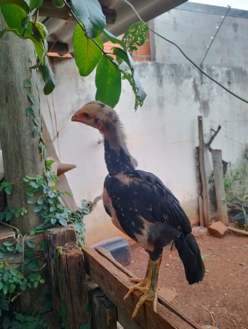 Vende-se aves: diversas raças e tamanhos disponíveis, valores a partir de R$ 15,00  - Foto 5