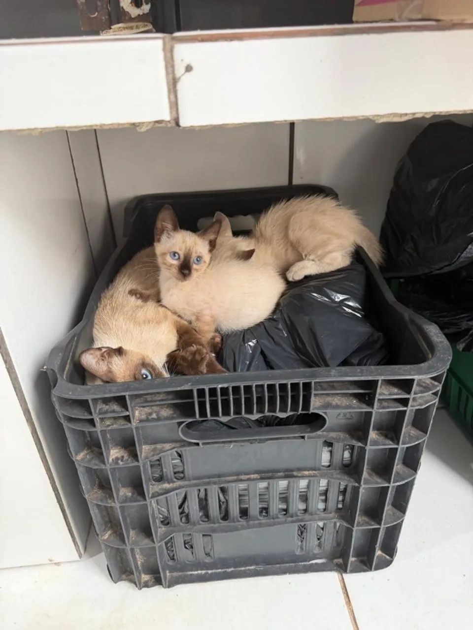 Animais doação  - Foto 2