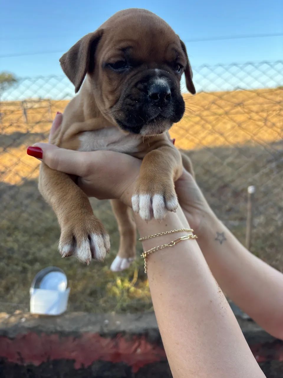 Filhote Boxer  - Foto 4