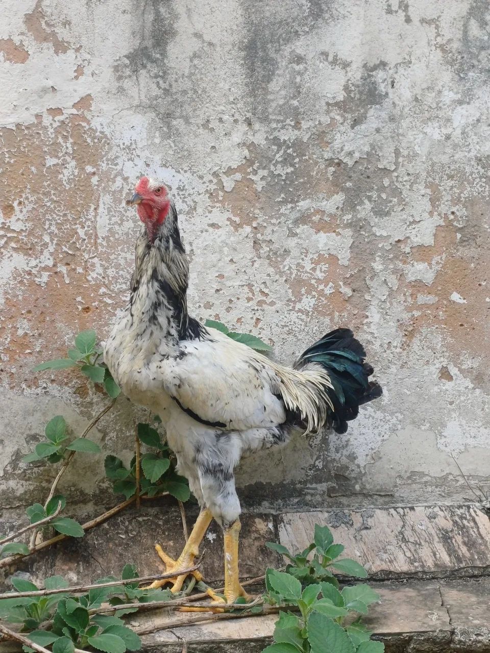 Galo - Foto 3