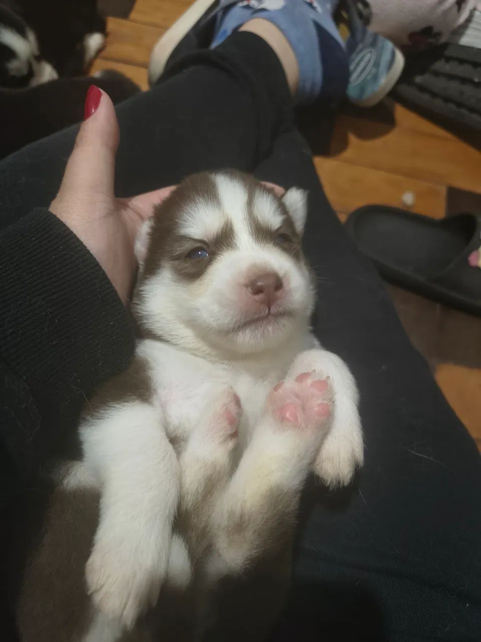 Husky siberiano  - Foto 4