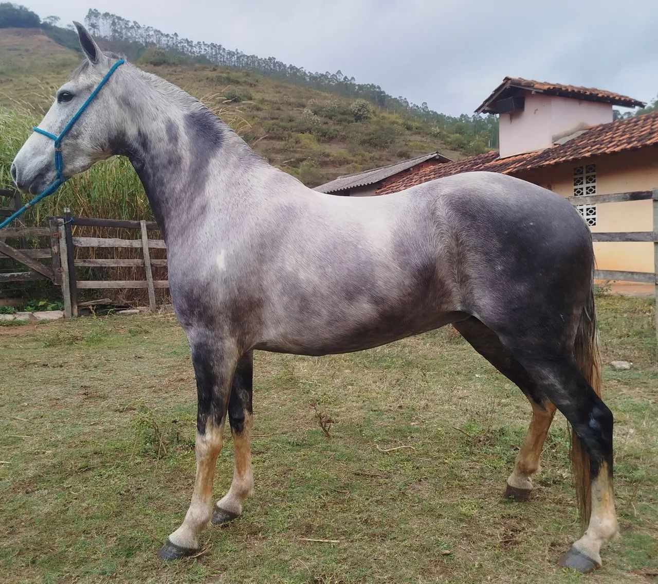 Égua  - Foto 4