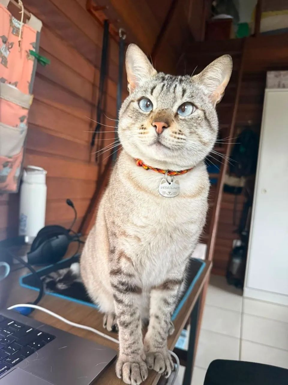Doação de gato - macho