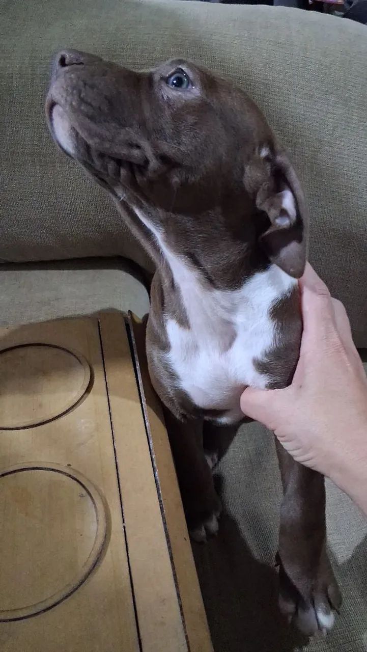 Filhotes PitBull