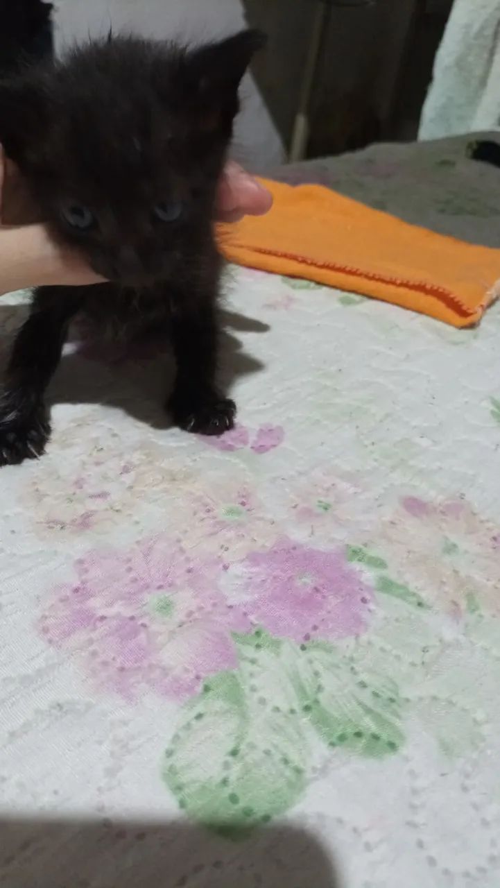 Filhote de gatinho para adoção ( + R$ 150) - Foto 2