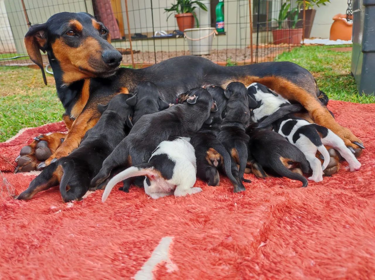 Dachshund, Cofap, salsicha  - Foto 2