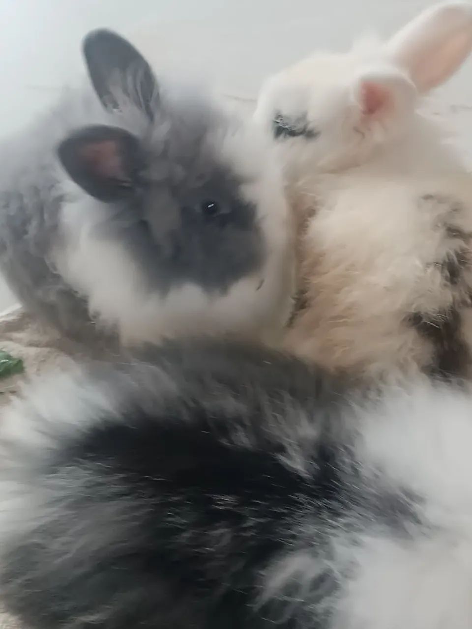 Coelhos mini laion - Foto 2