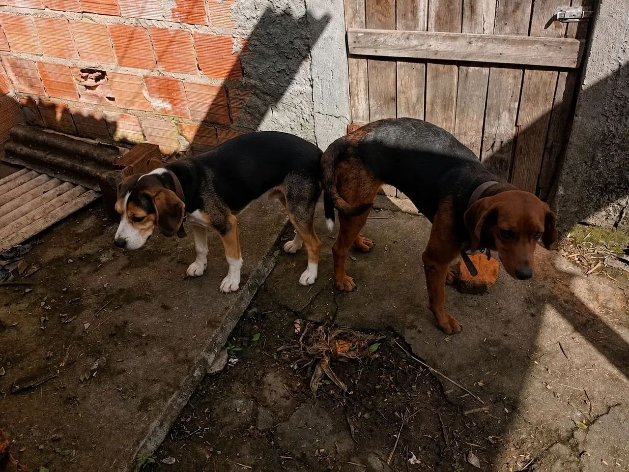 Filhote de Foxhound com Beagle - Foto 2