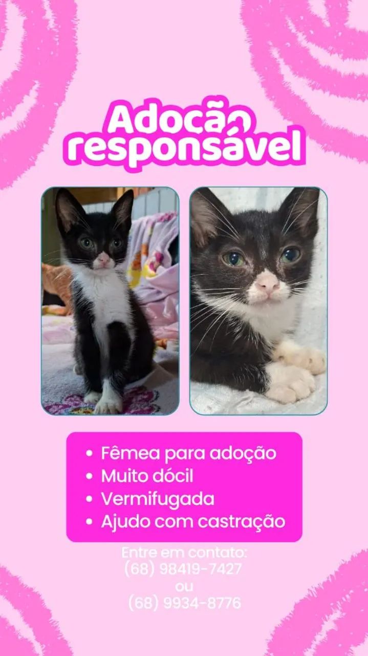 Gatinhas fêmeas para adoção. - Foto 2