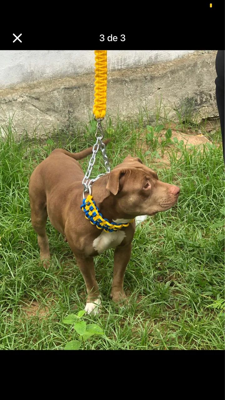 Guia trançada coleira para cães médio e grande porte