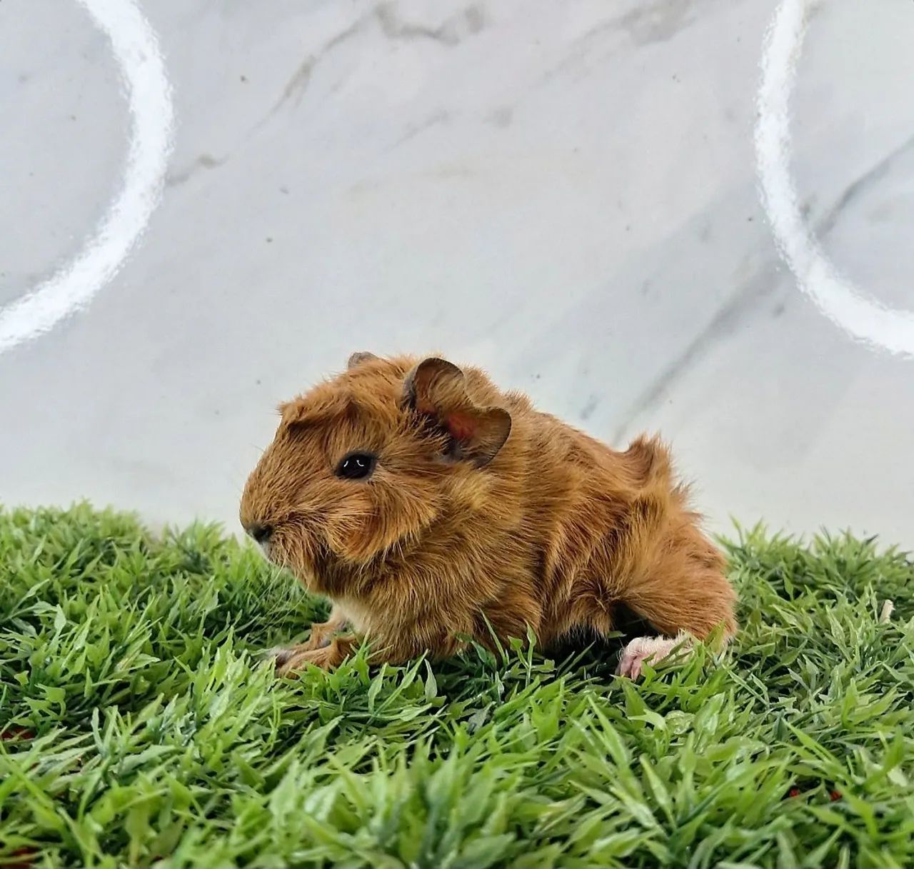 Porquinho da india65048973364610123