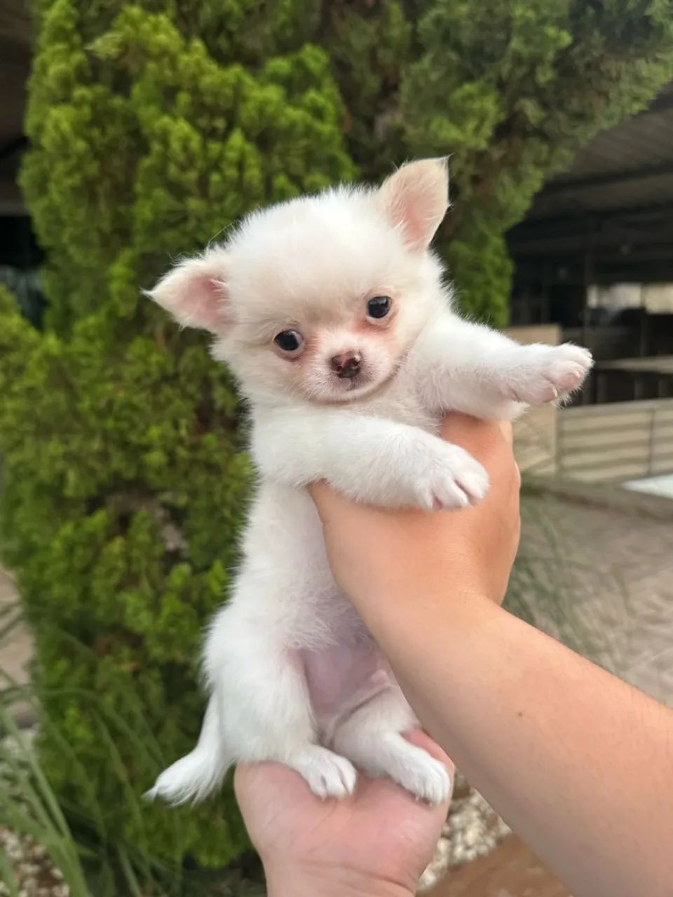 Chihuahua pequenos 