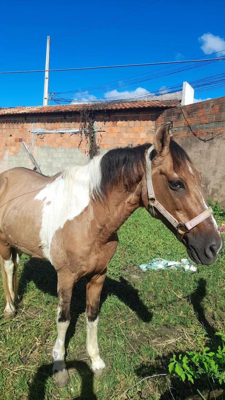 Cavalo pra vender  - Foto 2