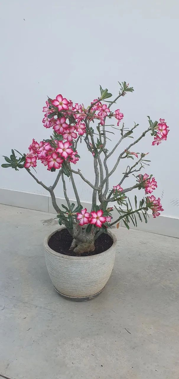 Rosa do deserto - Foto 3