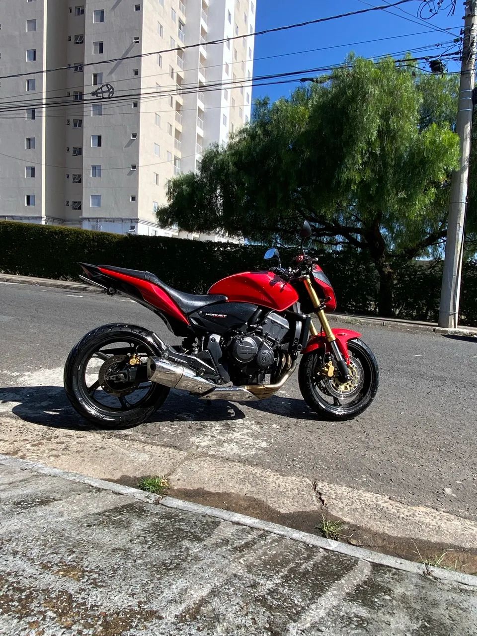 Hornet vermelha  - Foto 3