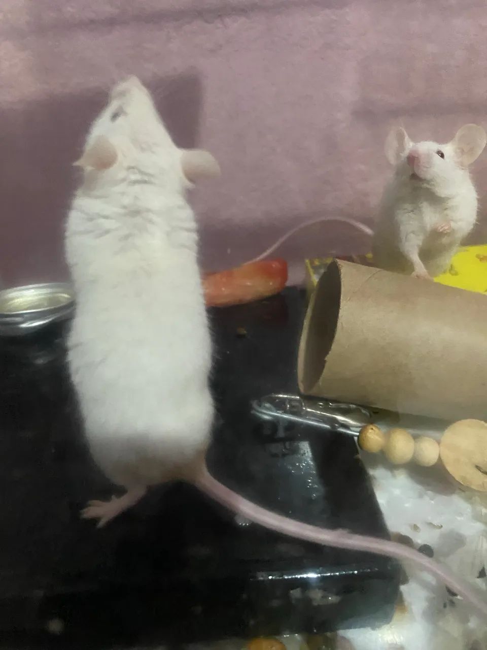 camundongo