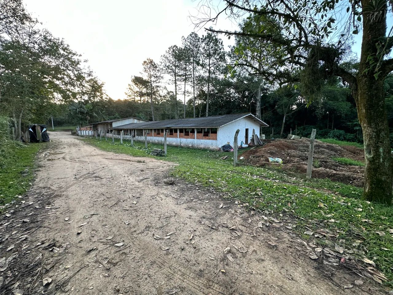 Doa-se esterco de cavalo - Foto 5