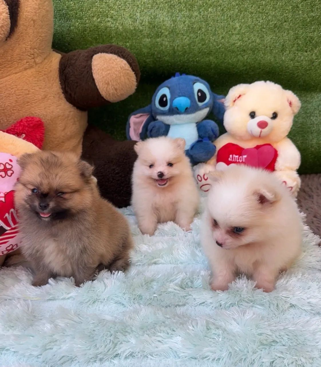 Cachorro  - Foto 2