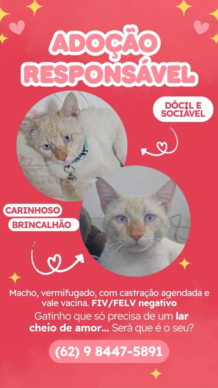 Adoção gato macho - Foto 2