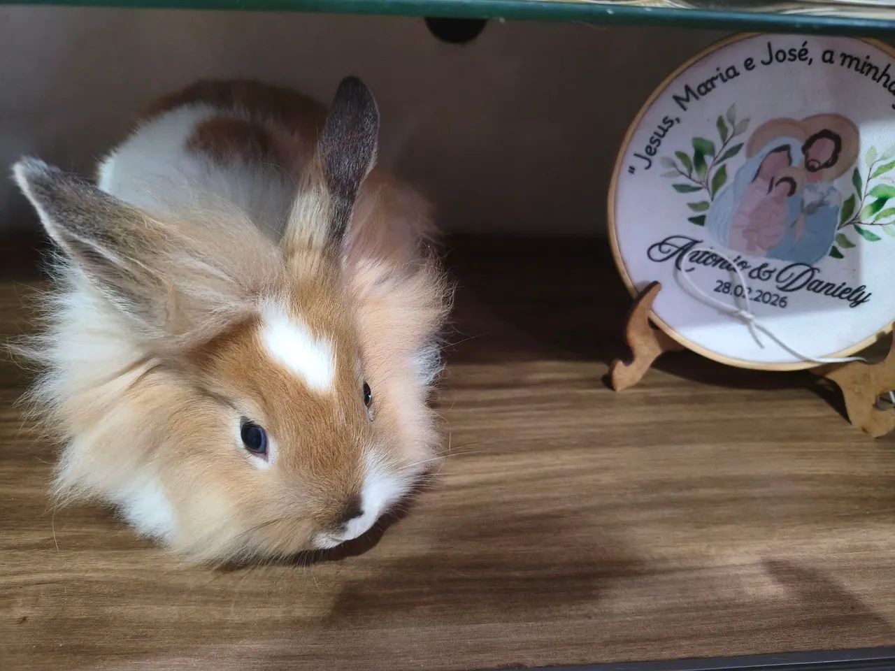 Mini coelho Netherland macho  - Foto 4