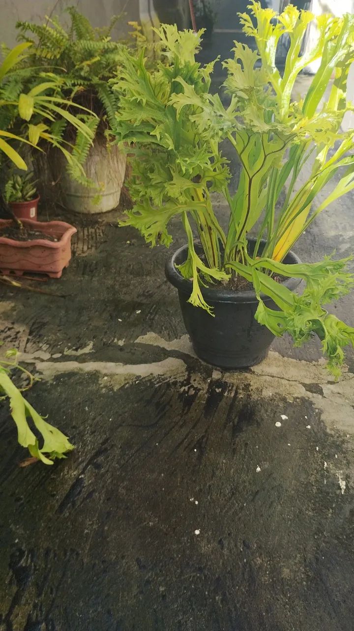 Planta sambaia ninho de passarinho  - Foto 5