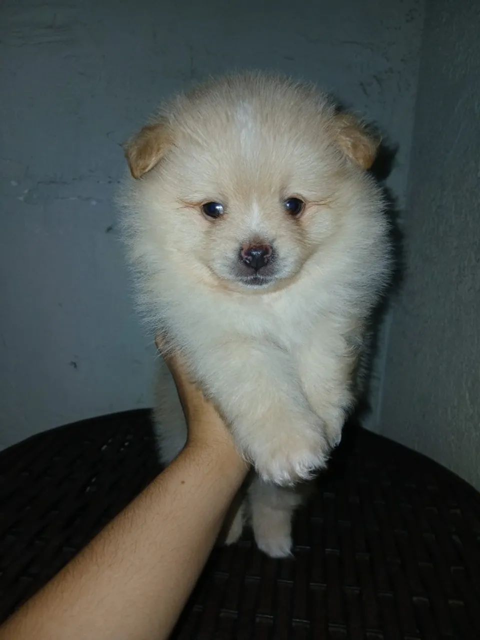 Filhotes Spitz Alemão - Foto 5