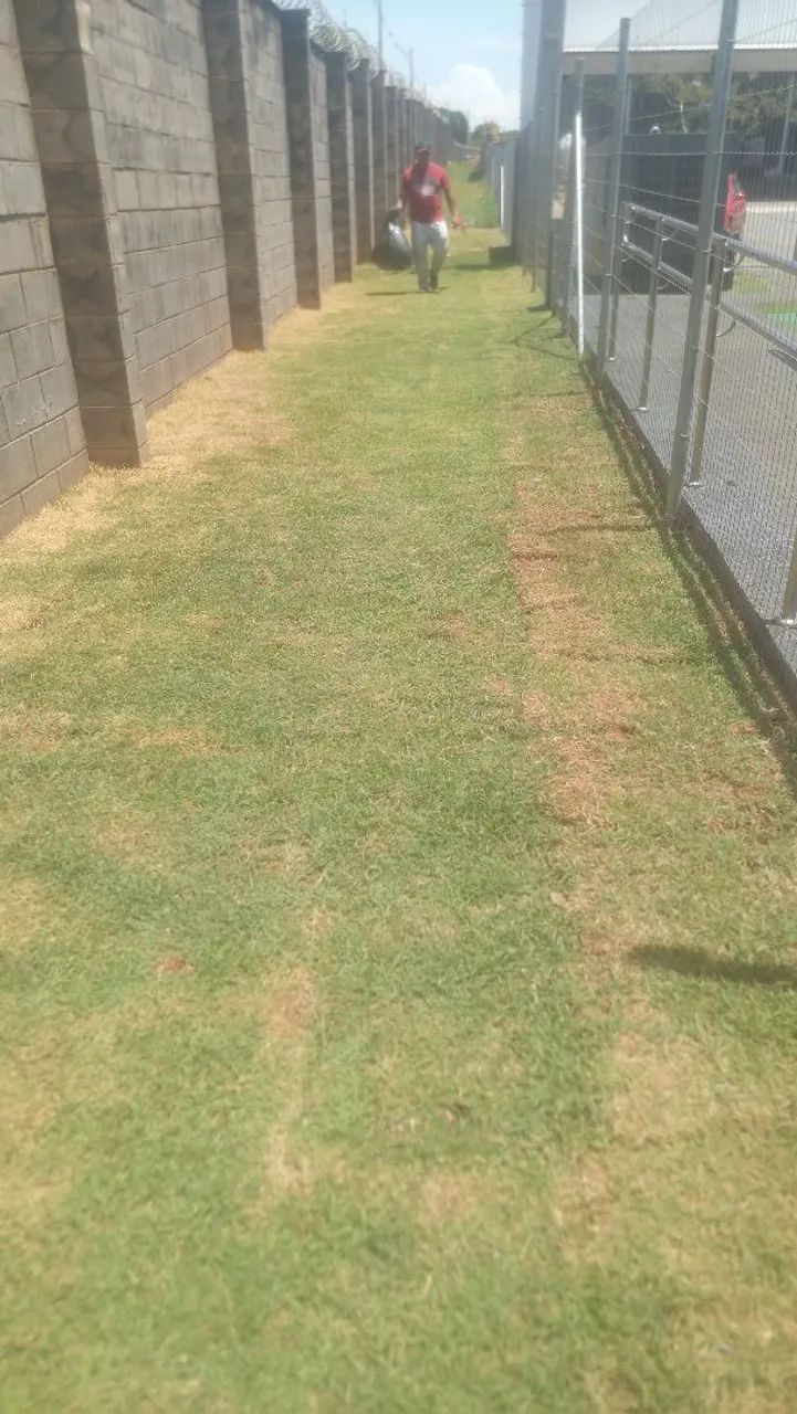 Jardinagem completa  - Foto 2