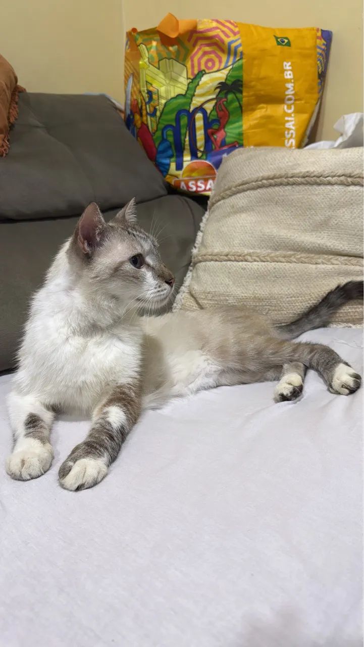 Gato macho pra adoção  - Foto 4