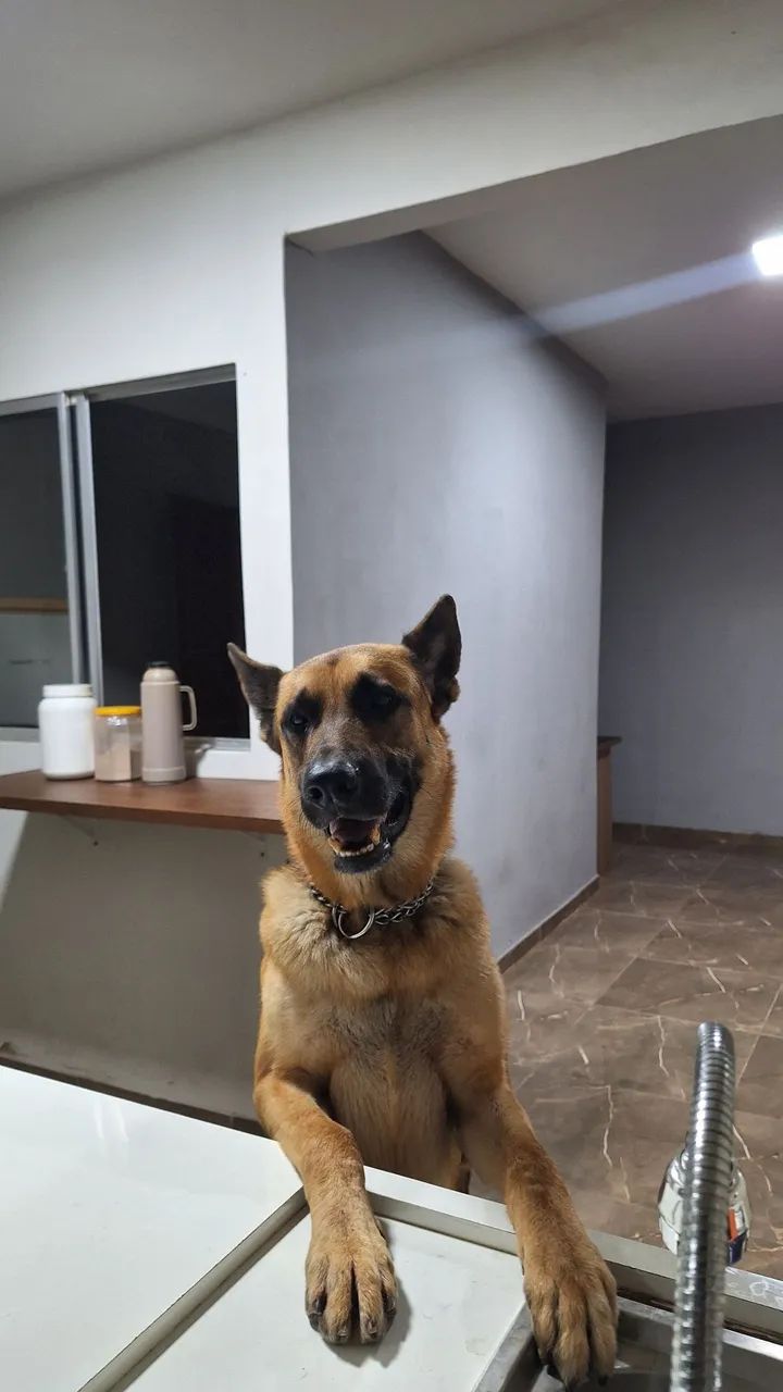 Para adoção  - Foto 2