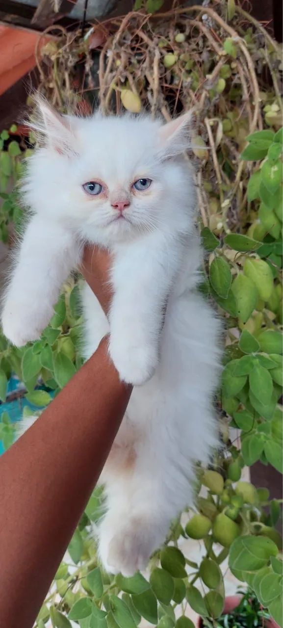 Lindos Gatos Persas Disponíveis  - Foto 3