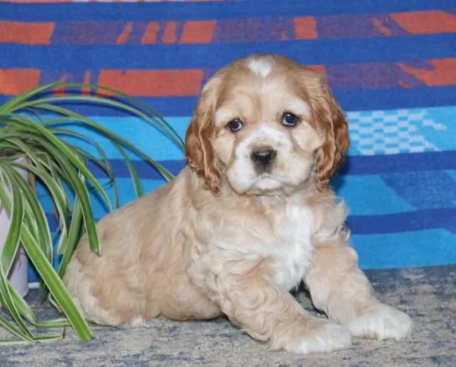 Playful English Cocker Spaniel – Super Offer