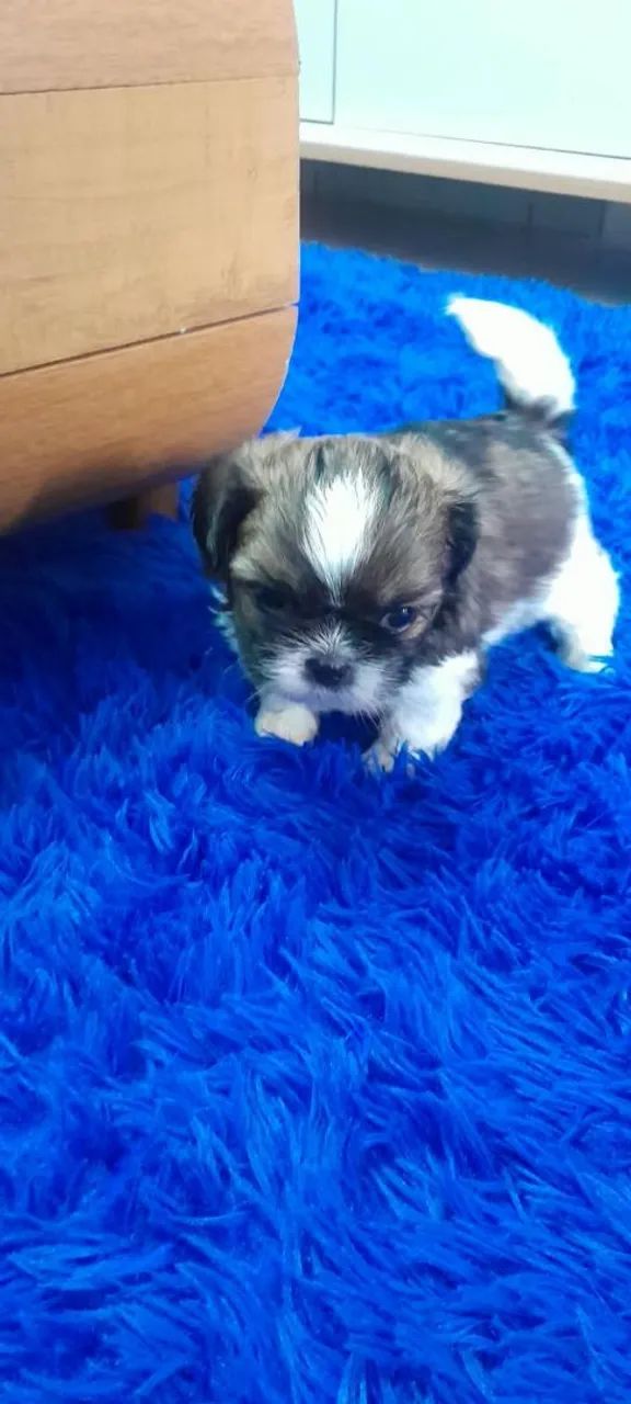 Filhotes de Shitzu mini puro  500reais macho  