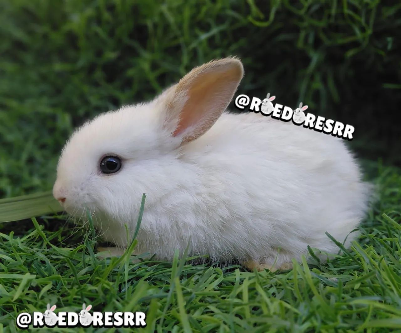 COELHOS - Foto 2