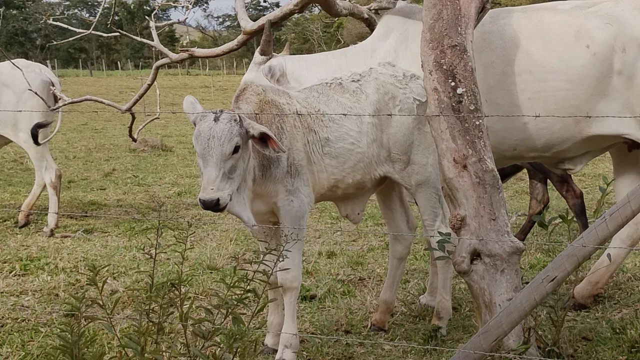 Bezerro  - Foto 4