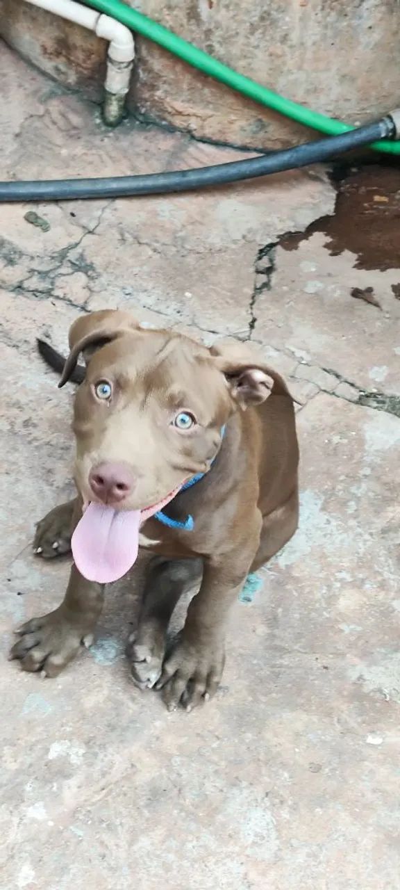 Cachorro  - Foto 2