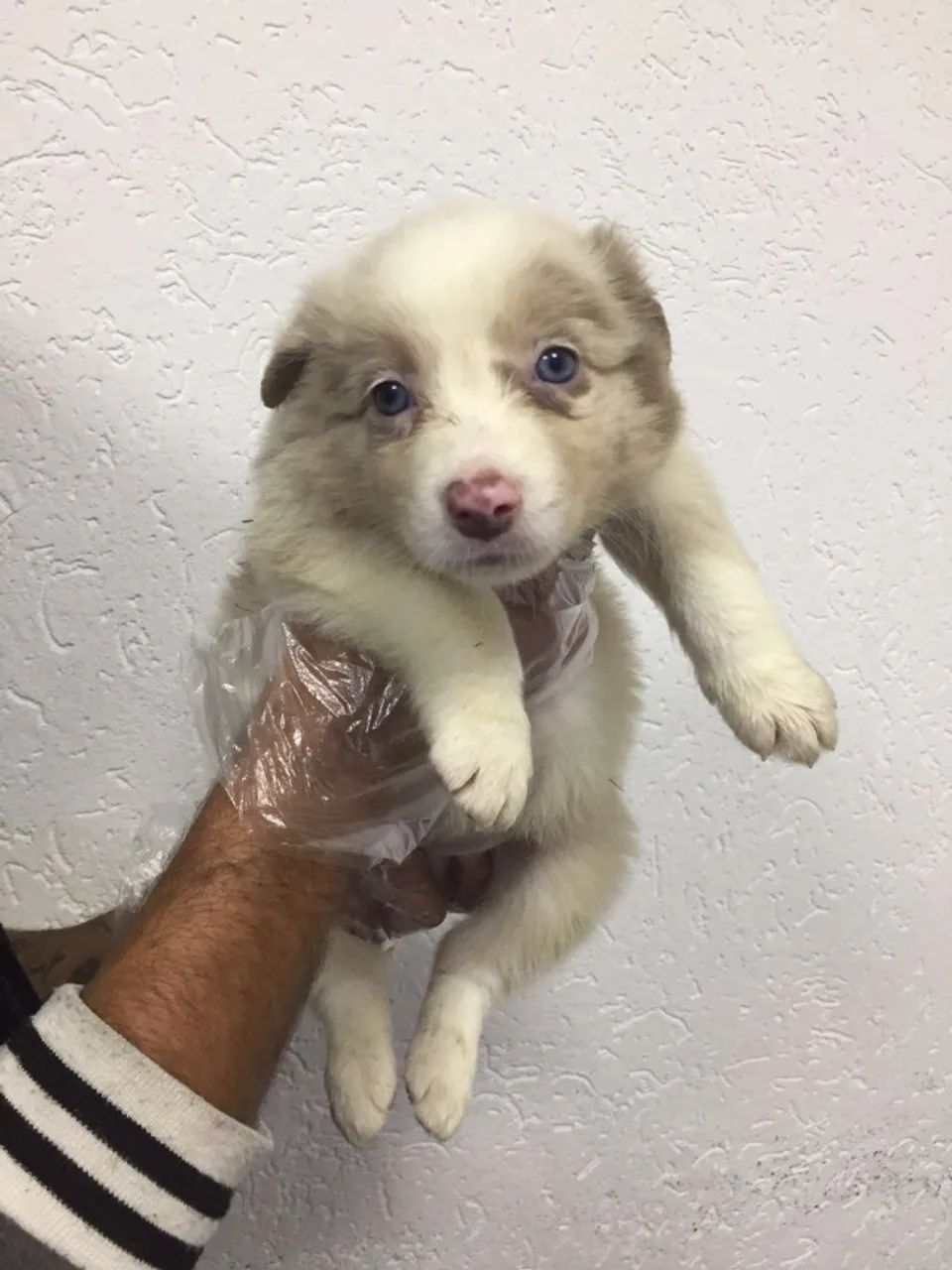 Border Collie Saudável e Vacinado | Compra com Segurança e Suporte