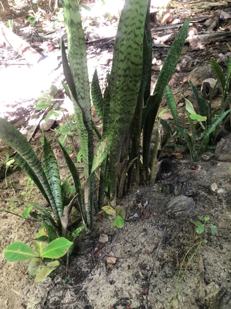 Vendo planta  - Foto 2