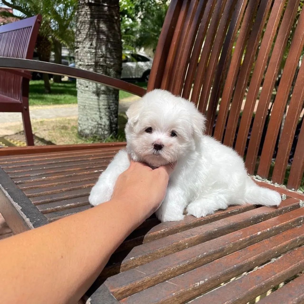 Maltês Micro Legítimos com Pedigree  - Foto 4