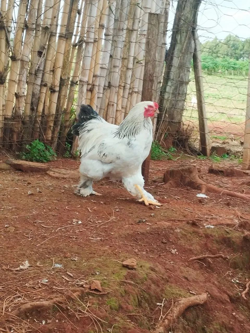 Frango Brahama 
