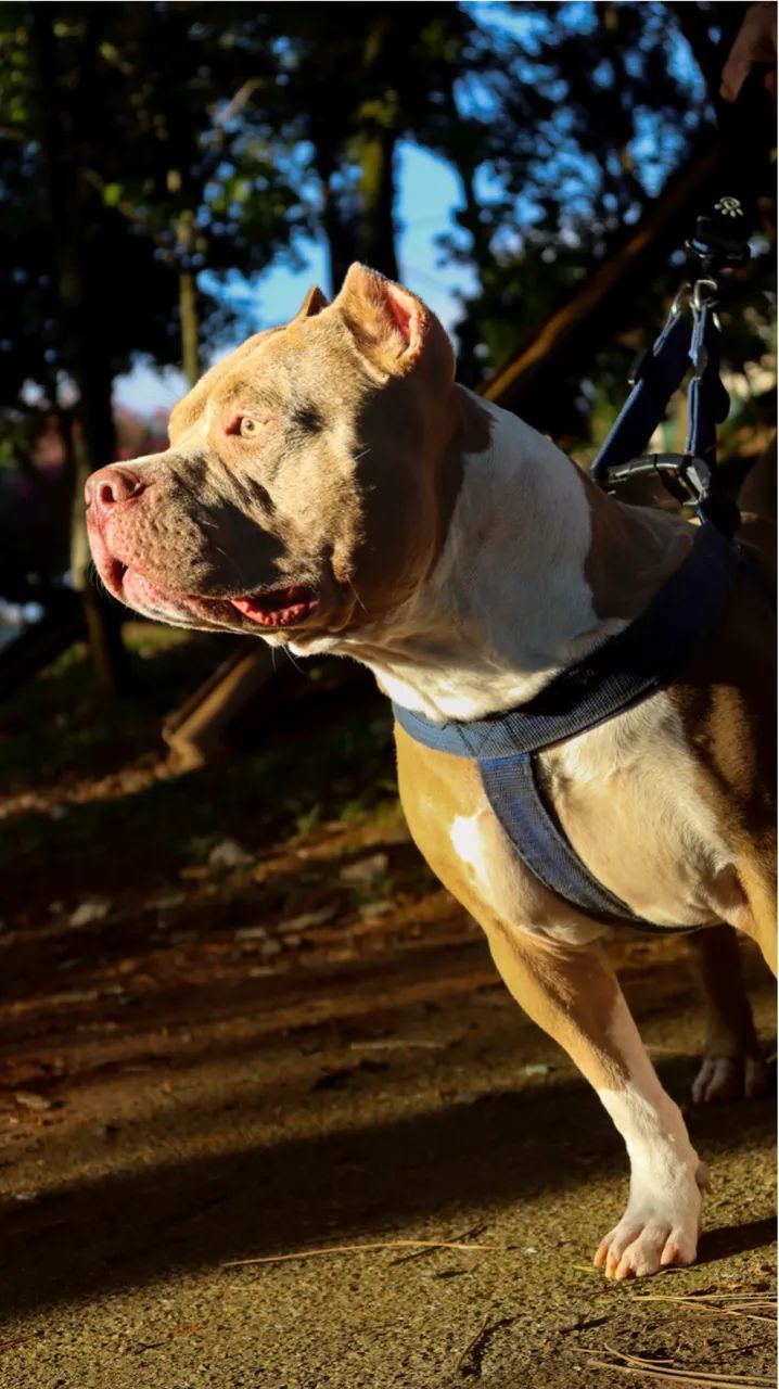 Para Adoção  - Foto 3