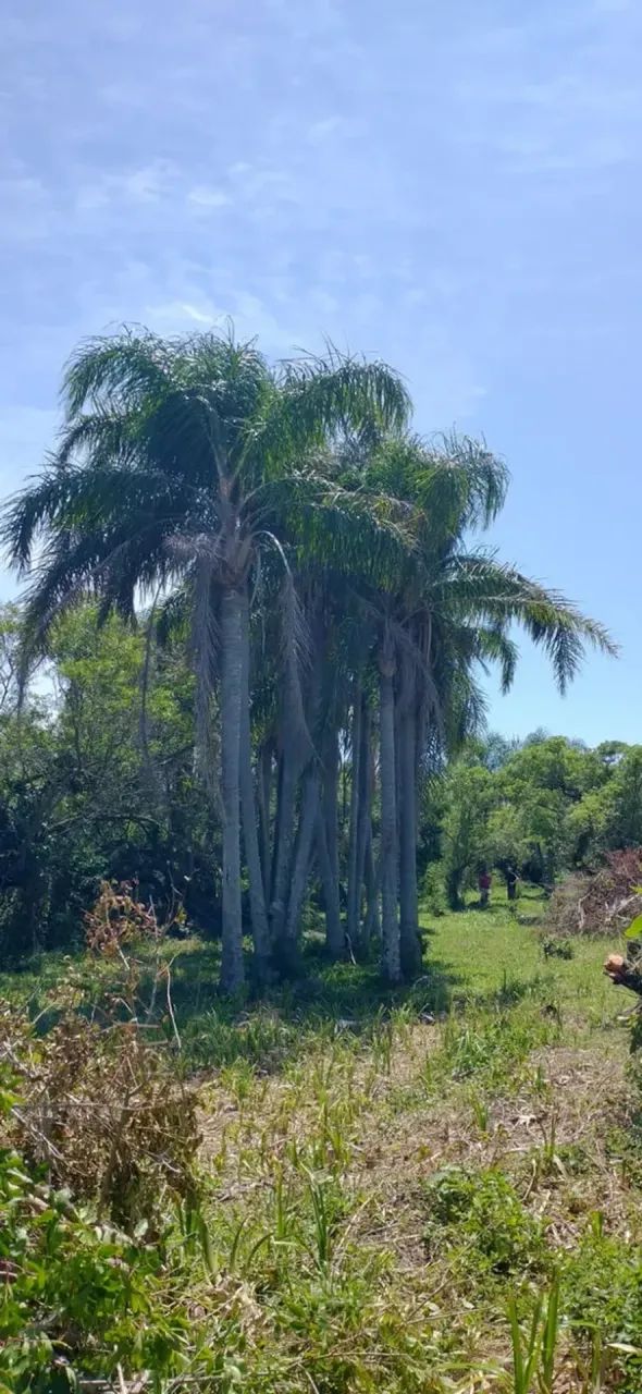 Terreno beira da lagoa - Foto 5