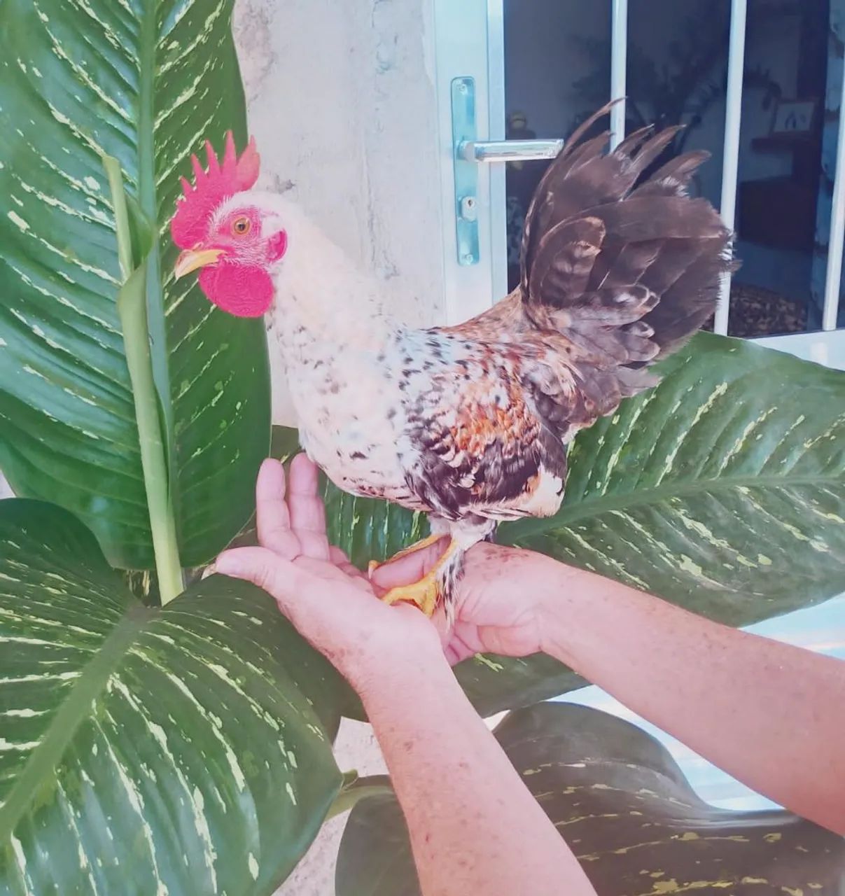 Frango Nagasaki 